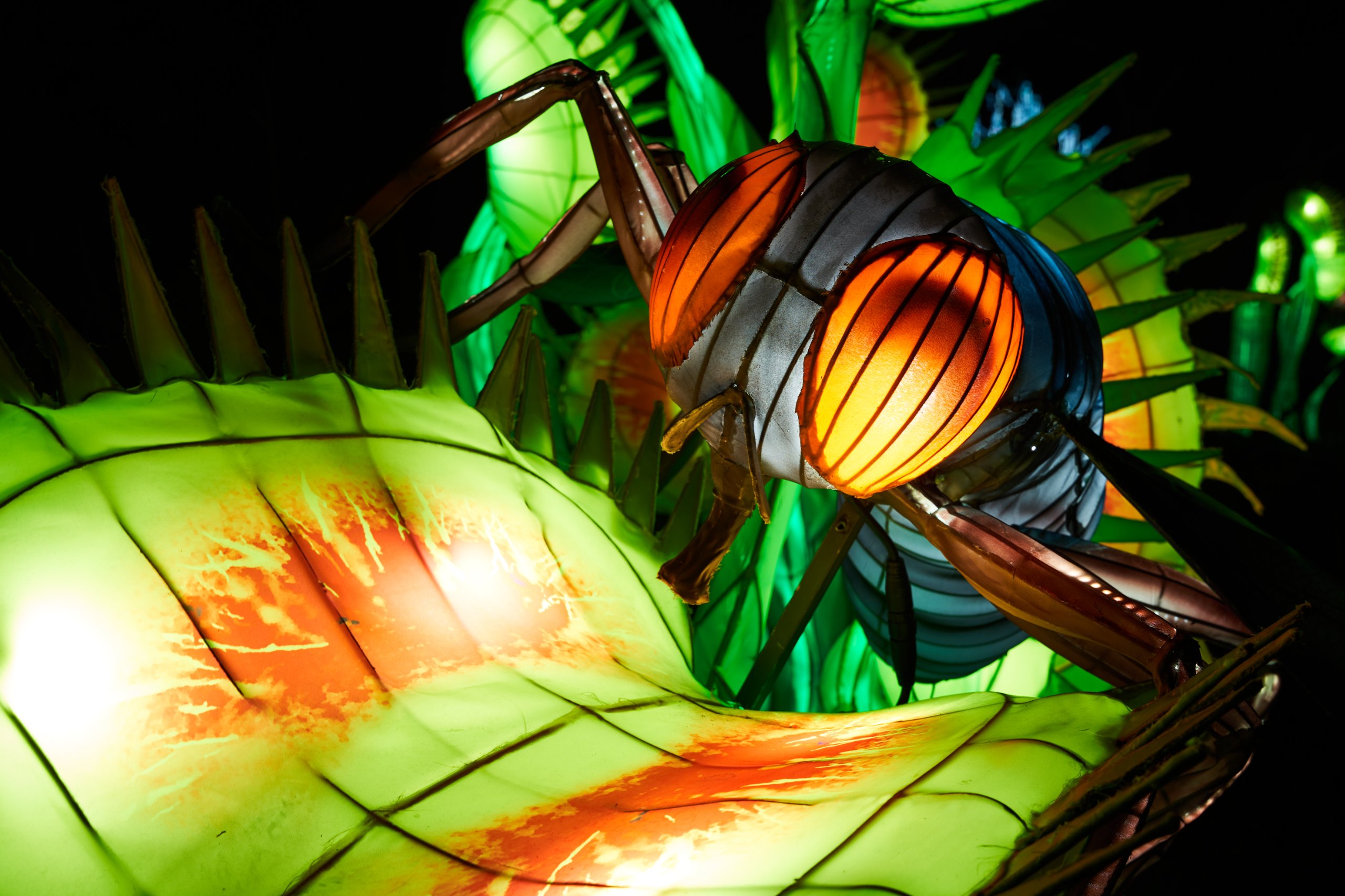 2024 01 03 Köln Zoo China Lights 1206